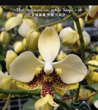 Phalaenopsis Stuartiana Var. Nobilis 'Xiuya' X Sib Orchid Plant
