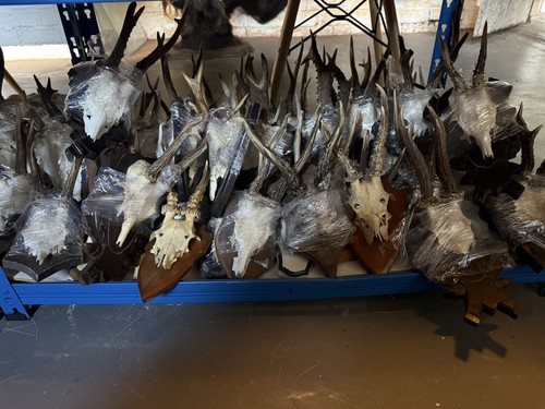 Roe skulls from 60 - roe,