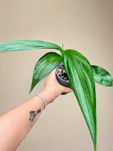 Epipremnum amplissimum aurea - epipremnum,