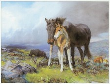 Mare & Foal on Dartmoor, Lucy Kemp Welch horse print in 10 x 12 mount SUPERB