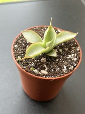 Sansevieria swan dancer 
