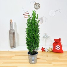 40cm Live Mini Christmas Tree Ellwoods Blue Cypress Evergreen Shrub Plant in Pot