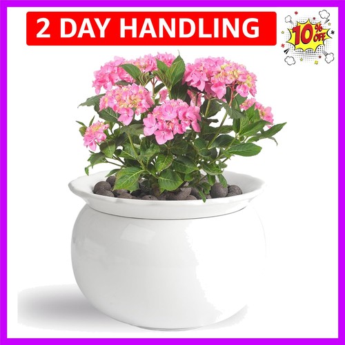 African violet pots inch - violet,