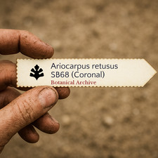 Ariocarpus retusus sb68 - retusus,