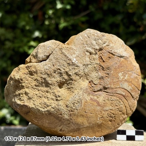 Rare fossil cenoceras - rare:,