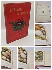 Birds' Nests, Eggs, and
