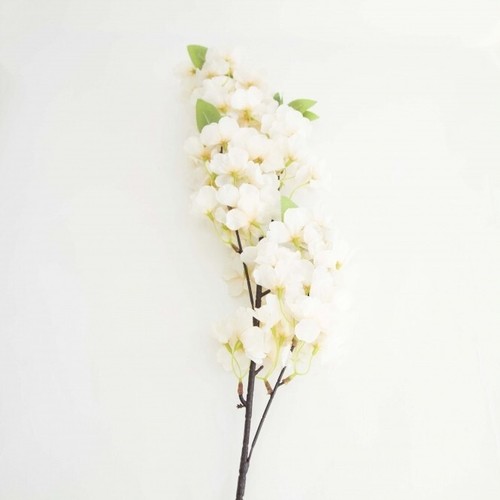 Cherry blossom flower - cherry,