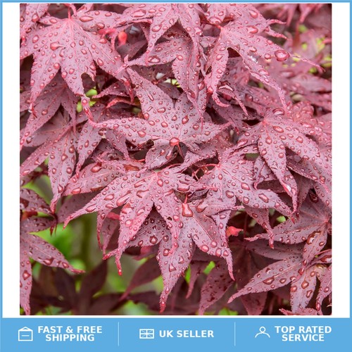 Acer hime shojo dwarf - dwarf, japanese