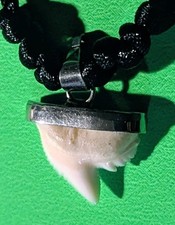 Very nice mounted Shark Tooth 15mm x 12mm  Pendnt Chord Length 460 mm adjustble 