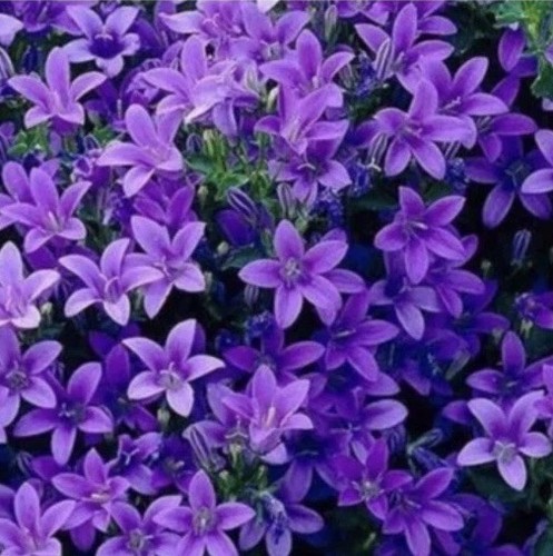 Campanula portenschlagiana