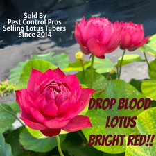 DROP BLOOD ~ Live Hardy Lotus
