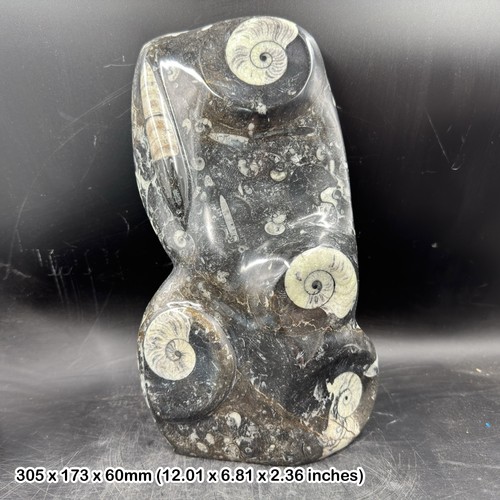 Genuine goniatite orthoceras - genuine,