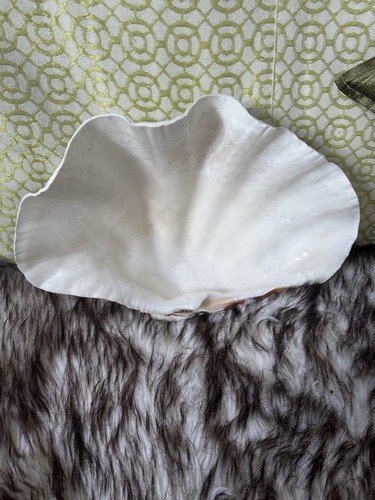 Large white clam - large, she’ll