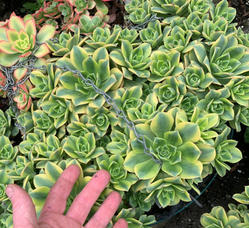 Aeonium florescens rooted - ,