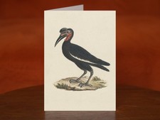 Bocorvus abyssinicus, Abyssinian Ground Hornbill - A5 Card