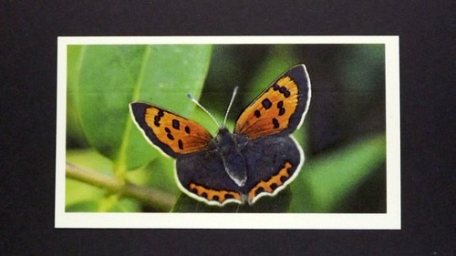 Grandee cigar card - 1,