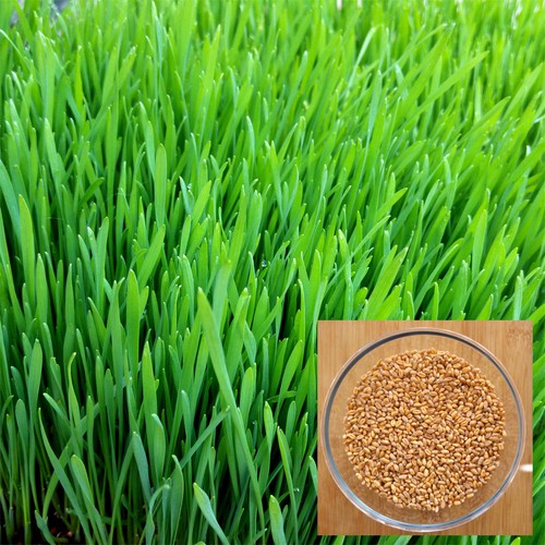 Organic wheatgrass seeds - kg,