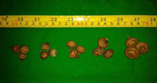 Acorn real 10mm irish - real,