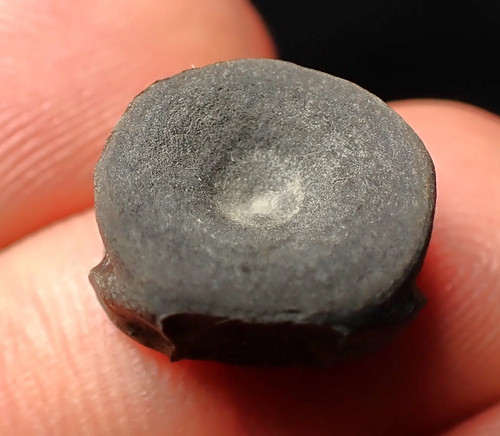 Juvenile jurassic ichthyosaur - juvenile,