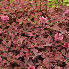 Trifolium repens 'Angel' -