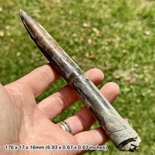Belemnite – Belemnites explanatus Fossil, Kellaways Beds, Callovian, Jurassic: