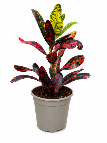 Codiaeum croton red - croton,