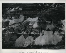 1955 Press Photo Hillside on