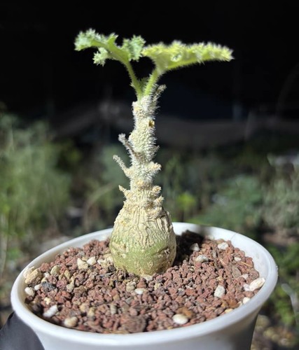 Rarelive house plant - rarelive,
