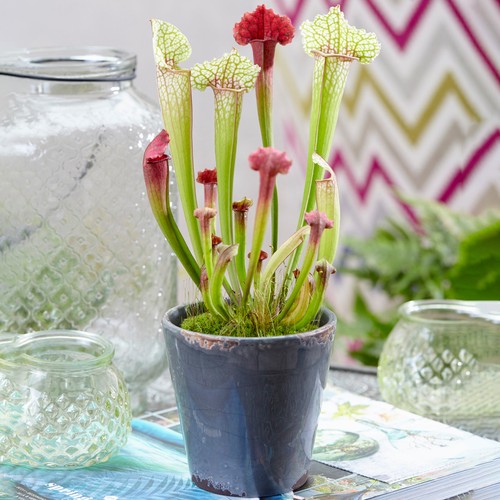 Sarracenia smoorii - x,
