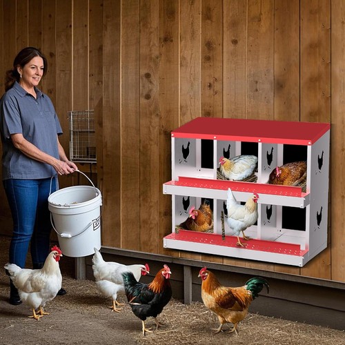 Compartment chicken nest - chicken,