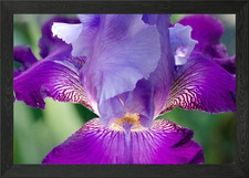 Glowing Japanese Iris Framed