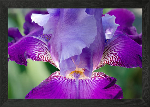 Glowing japanese iris framed - japanese,