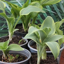 Hosta Collection of 5 Plants
