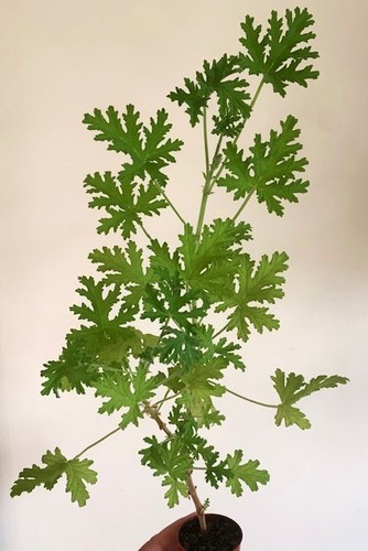 Pelargonium westerlund rose - pelargonium, dr