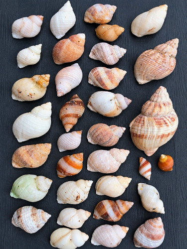 Natural spiral seashell - spiral,