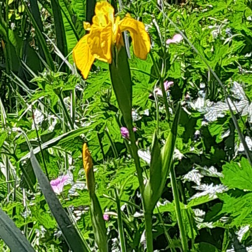 Large bareroot wild - wild, yellow