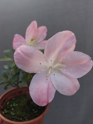 Beautiful flowering satsuki - flowering,