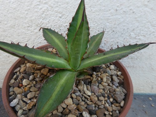 Agave lopantha shown 11cm - agave, lopantha,
