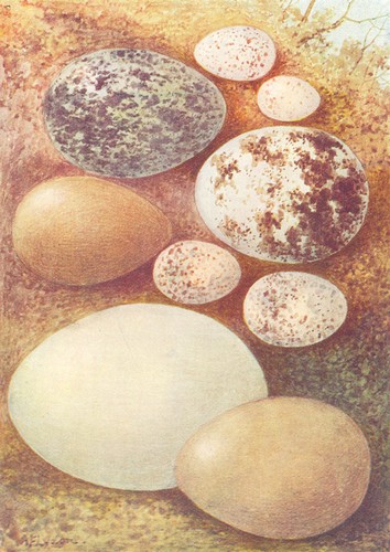 Eggs carrion crow - blue, tit