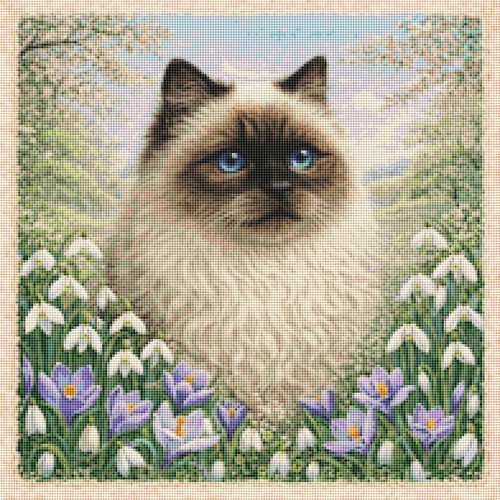 Himalayan kitten cat spring - himalayan,