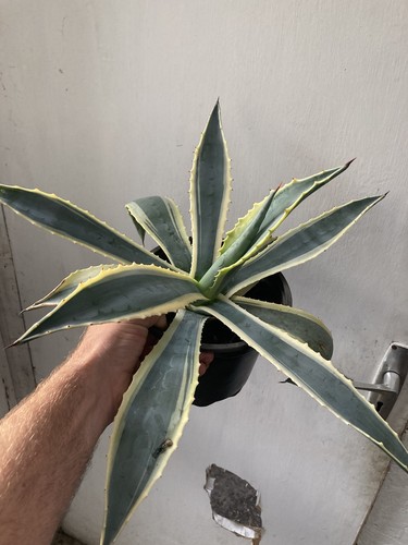 Medium size agave - agave, americana