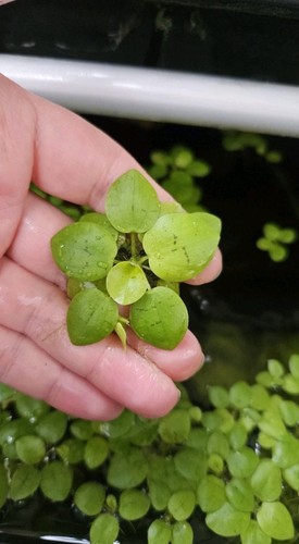 Xxl amazon frogbit - xxl, limnobium
