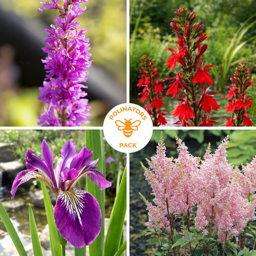 Bee pollinator pond plant - pollinator,