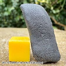 Rare Astracanthus magnus