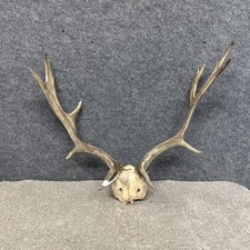 Fallow Buck Deer Skull