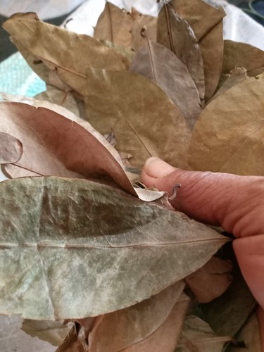 Dried soursop leaf - soursop, leaf/guanabana