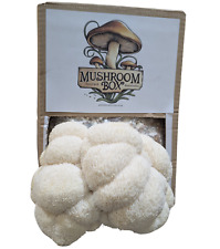 Lions Mane Mushroom Kit XL 1.8KG – Ready to Fruit – Twice the Size!