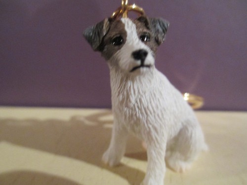 Jack russell brown - russell, white
