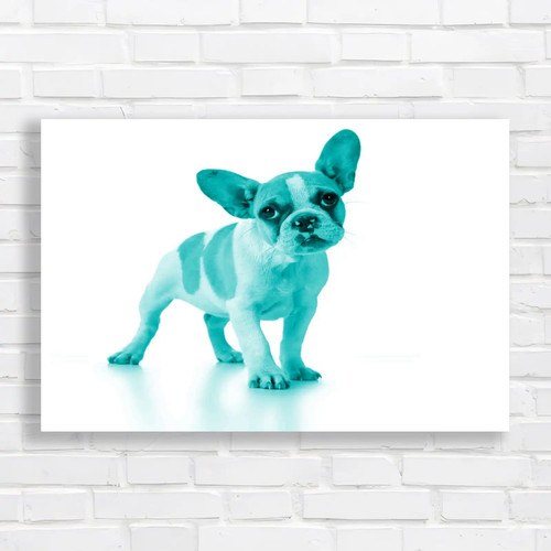 Adorable french bulldog puppy - french,