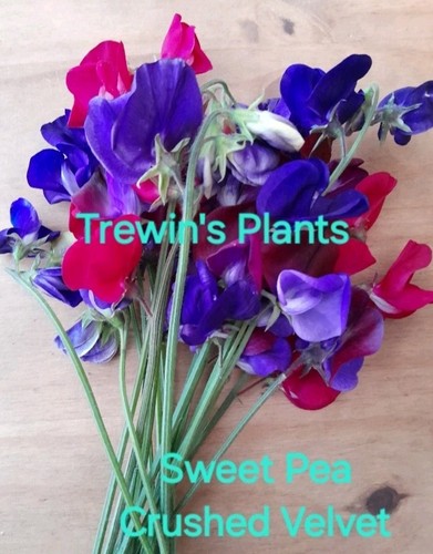 Sweet pea plug plants - 18,